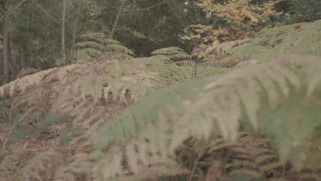 Camera-Rack-Focus's-Between-Two-Autumn-Ferns---Ungraded