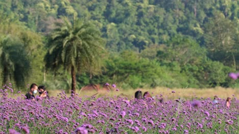 Menschen,-Die-Herumlaufen,-Während-Sie-Die-Lavendel--Oder-Lavandulablüten-Genießen-Und-Mit-Ihnen-Fotos-Im-Hokkaido-Blumenpark-In-Khao-Yai-In-Thailand-Machen