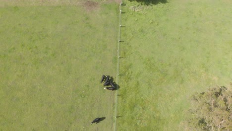 A-birds-eye-view-of-cattle-running-along-a-fencing-boundary-line-on-a-lush-green-farm-in-Victoria