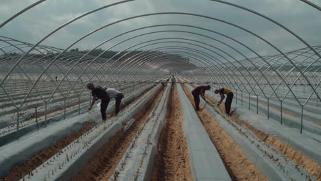 Farm-workers-plant-strawberry-runners-in-rows-of-plastic-mulch,-SLOW-MOTION
