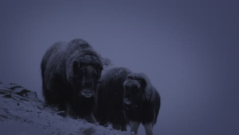 Family-Of-Musk-Ox-With-Snowfall-On-Fur-At-The-Mountain-In-Dovrefjell,-Norway-On-A-Cold-Winter-Day