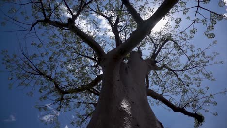 Slomo-De-Un-árbol-Africano-Fotografiado-Desde-Abajo,-Con-La-Luz-Del-Sol-Apareciendo-Durante-El-Buen-Tiempo