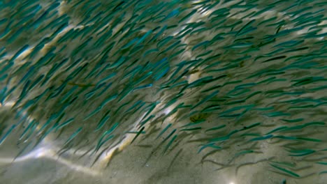 Unglaubliche-Unterwasseransicht-Einer-Fischkolonie,-Die-In-Einer-Natürlichen-Unterwasserumgebung-Schwimmt