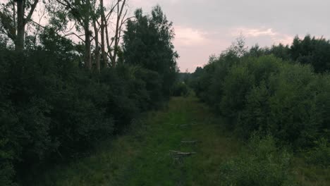 View-of-a-path-between-trees-and-shrubs-in-Kolbudy,-Kaszubia,-pomorskie,-Poland