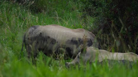 Slow-motion:-Poacher-POV,-hide-between-grass,-watch-two-dehorned-white-rhino-in-low-light,-one-rhino-turns-as-it-hears-something-on-a-dark-stormy-day