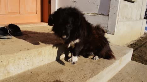 Süßer-Schwarzer-Hund-Sitzt-Auf-Der-Treppe-Und-Freut-Sich,-Wenn-Er-Sein-Herrchen-Sieht