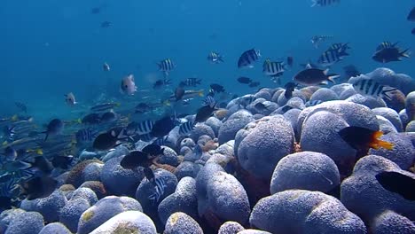Arrecife-De-Coral-Lleno-De-Peces-De-Arrecife-De-Diferentes-Especies