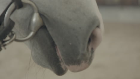 Close-up-of-a-saddled-horse's-mouth-at-the-stable