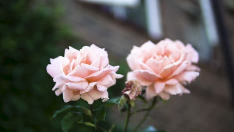 Two-Pink-Roses-in-front-of-the-apartments