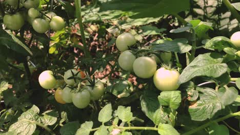 Green-tomatoes-in-the-garden-on-sunny-day-in-slow-motion