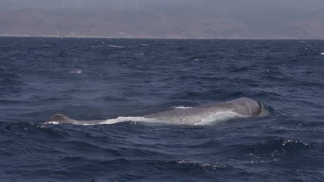 sperm-whale-breath-before-dive-and-shows-the-flux-slowmotion