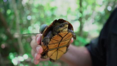 White-lipped-Mud-Turtle-with-a-radio-transmitter-attached-to-its-back-being-held-by-biologist