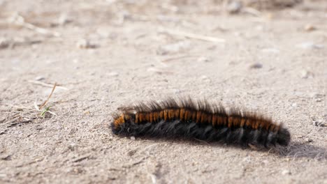 Close-up-shot-of-a-Fox-Moth-Caterpillar-moving-from-left-to-right-on-dry-dirt