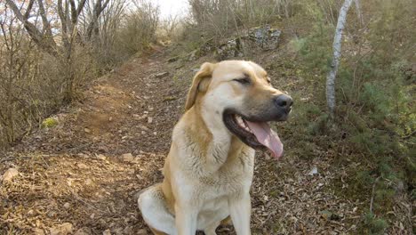 Brauner-Großer-Hund-Sitzt-Auf-Einem-Bergweg-Im-Wald