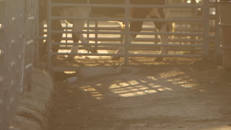 Warm-backlit-static-footage-of-cattle-walking-from-right-to-left-in-steel-corrals