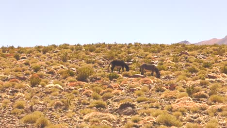 A-slow-zoom-out-of-two-wild-donkeys-in-the-Andes-mountains
