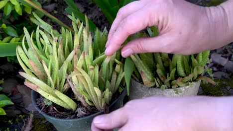 Hands-check-dry-yellowing-potted-aloe-vera-plants,-house-plant-care