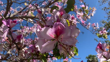 pink-flower-tree-magnolia,-pretty-nature-shot