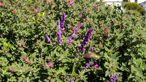 Tight-cropped-shot-of-a-green-hummingbird-feeding-on-purple-sage-flowers-on-a-sunny-day-in-Alamo-Square-Park-in-San-Francisco