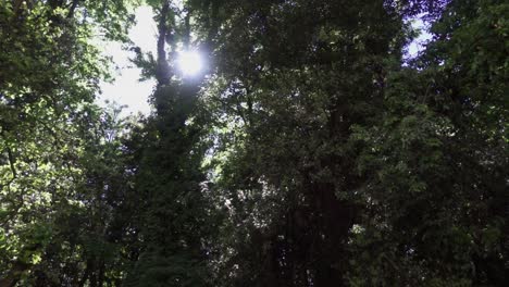 Blick-Auf-Die-Sonne-über-Den-Waldbäumen,-Full-HD-Schwenk-Mit-60-Bildern-Pro-Sekunde