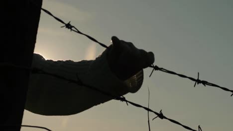 Trapped-behind-barbed-wire-fence-as-sun-sets