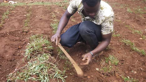 Afrikanischer-Mann-Zerschneidet-Grasbüschel-Und-Pflanzt-Sie-Dann-In-Den-Boden
