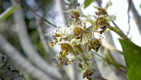 Enfoque-Selectivo-De-Orquídeas-Blancas-Amarillas-Silvestres,-Papúa-Nueva-Guinea