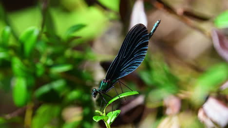 Blaues-Damselfly-Männchen-öffnet-Sein-Maul-Auf-Einem-Preiselbeerblatt-Und-Fliegt-Davon