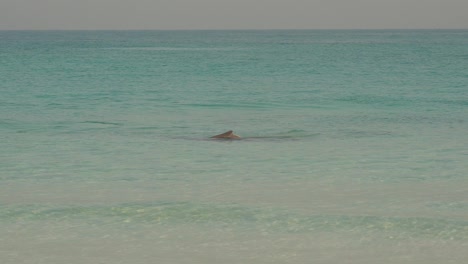 Delfines-Jugando-A-La-Orilla-Del-Mar-En-La-Playa-De-Abu-Dhabi-En-Los-Emiratos-árabes-Unidos