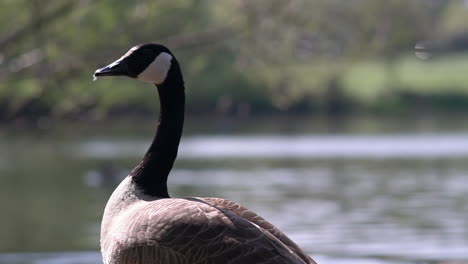 Portrait-of-a-black-neck-duck-overlooking-the-pond-in-Wimbledon-Park,-London-Uk