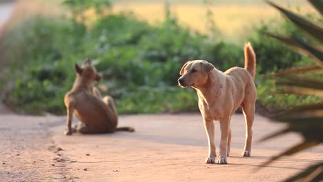Hund-Im-Sonnenaufgang-In-Der-Provinz-Loei,-Thailand