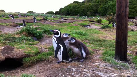 Par-De-Pingüinos-En-Una-Isla-Durante-El-Verano