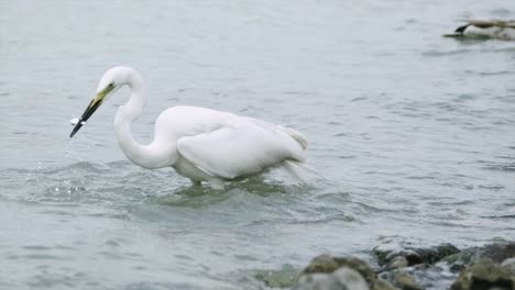 Un-Gran-Pájaro-Atrapando-Rápidamente-Un-Pez-Nadador-Cerca-De-La-Orilla-Del-Lago-Balaton