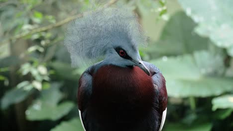 Close-up-shot-of-southern-crowned-pigeon-in-profile