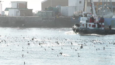 Tug-in-harbour-with-sea-birds