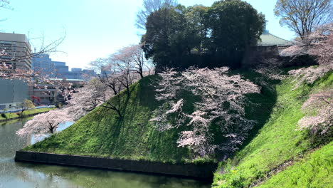 A-panoramic-of-the-Chidorigafuchi-Park-moat-with-cherry-blossom