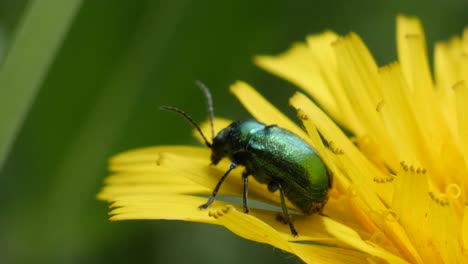 Macro-shot-of-a-green-alder-leaf-beetle-sitting,-resting-on-a-yellow-dandelion-flower-in-slow-motion