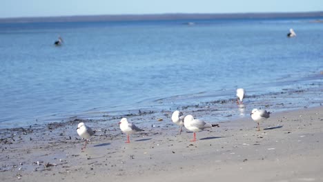 Möwen-Putzen-Und-Pelikane-Schwimmen-Im-Seichten-Wasser-Vor-Der-Australischen-Küste
