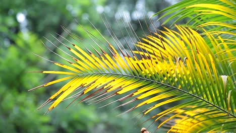 palm-leaf-and-bokeh