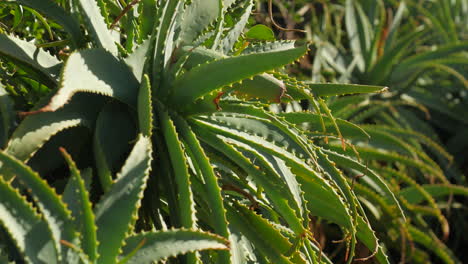 Aloe-Vera-Kaktuspflanze.-Nach-Oben-Kippen.-Nahaufnahme
