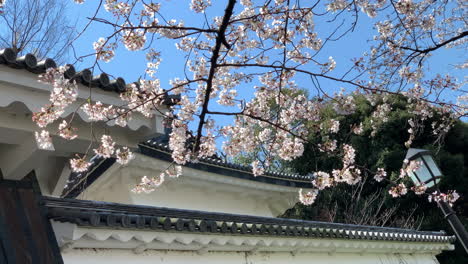 The-ceiling-of-Imperial-Palace-entrance-at-Chidorigafuchi-Park-with-cherry-blossoms