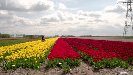 An-Indian-female-tourist-enjoying-a-walk-in-a-Tulip-field-in-the-Netherlands