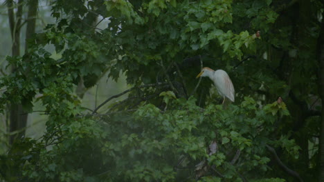 Wood-storks-in-trees-in-eastern-north-carolina