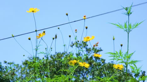 Tiny-yellow-flowers-blow-in-a-gentle-breeze
