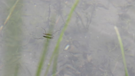 Close-up-of-a-water-strider-walking-over-the-water-behind-green-gras