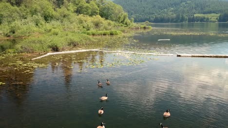 Canadian-Geese-swing-in-lake