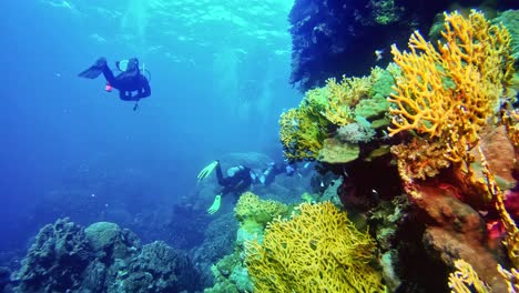 Underwater-wild-world-seen-by-divers