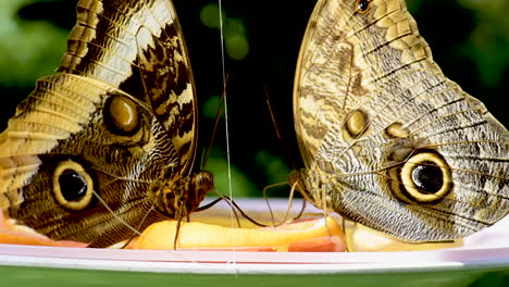 Close-up-of-two-beautiful-owl-butterflies-feeding-from-orange-slices