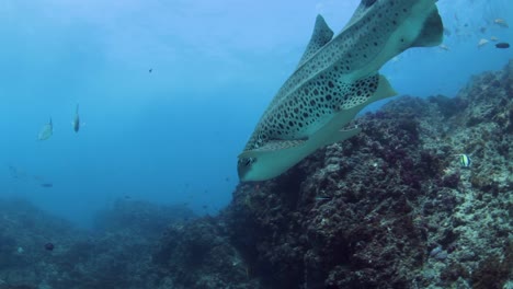 Underwater-cameraman-swimming-below-a-shark-while-filming
