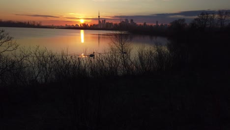 Wide-sunset-shot-of-two-white-swans-swimming-on-the-lake-at-Tommy-Thompson-Park-wetlands